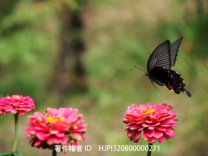 庭のクロアゲハ