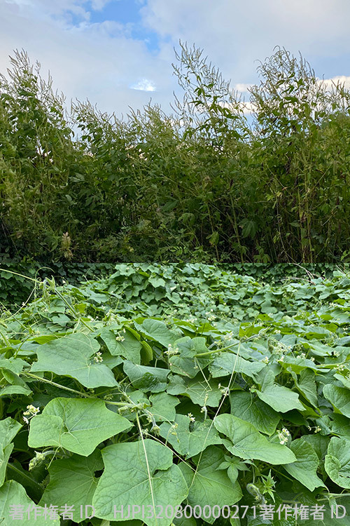 困り者のオオブタクサとアレチウリ