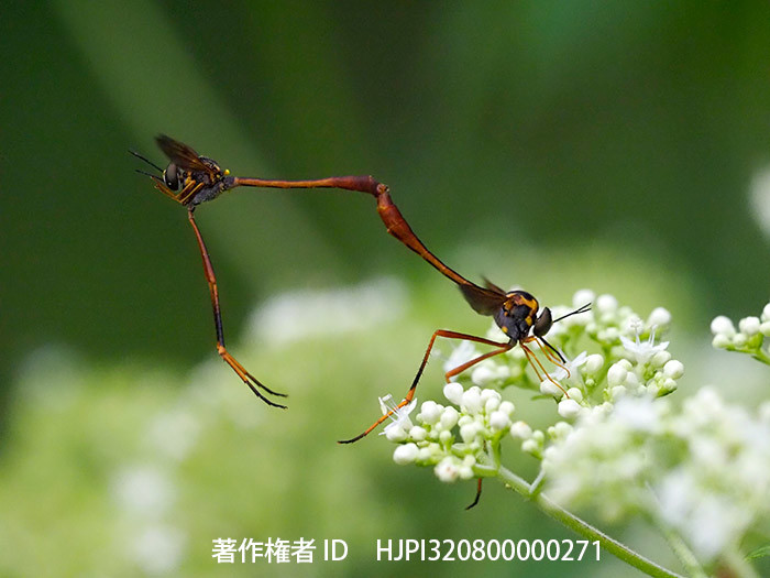 庭のハラボソツリアブ