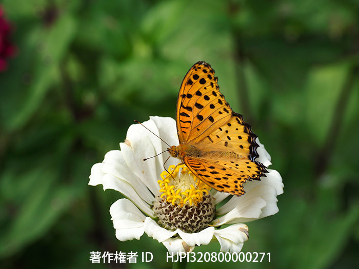 庭のツマグロヒョウモンのオス