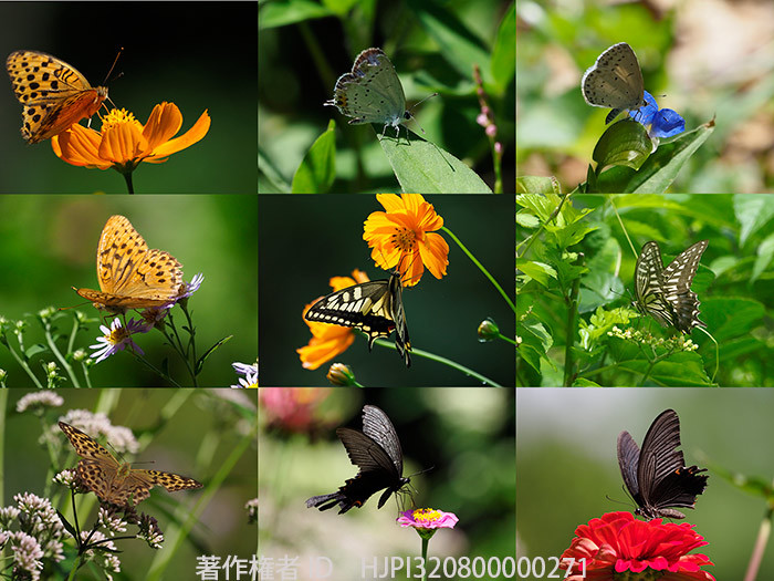 昨日の庭のチョウ