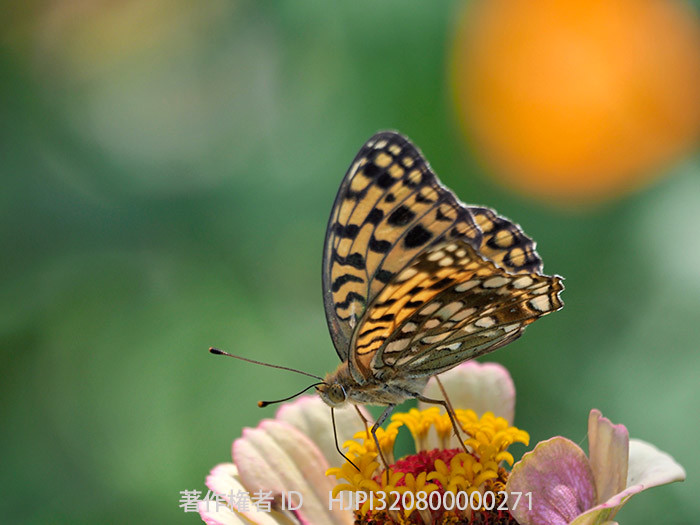 ウラギンヒョウモンが活動を始めた