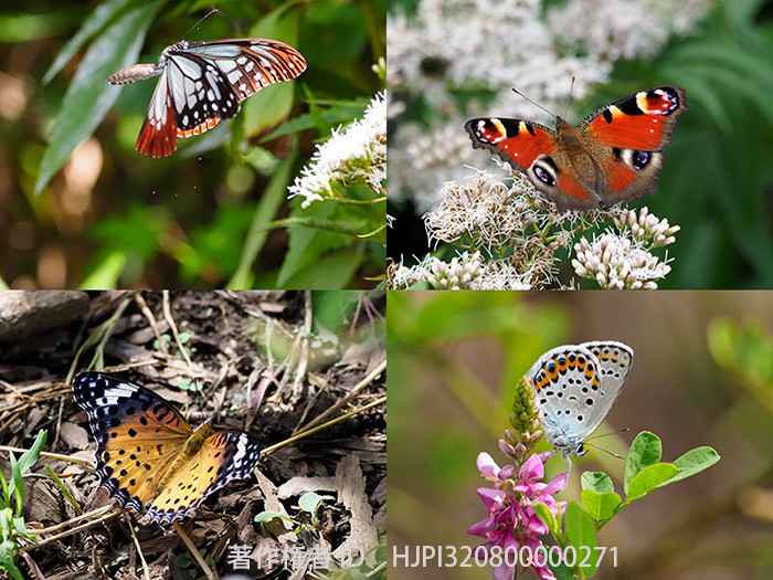 糠地のバタフライガーデン9月7日の蝶