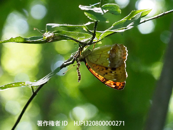 庭のウラギンスジヒョウモンのメス