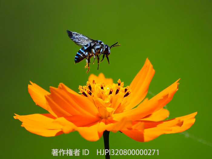 キバナコスモスにルリモンハナバチ