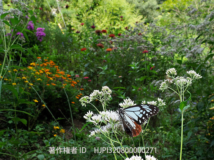 庭のアサギマダラ