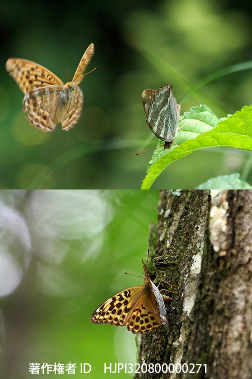 ミドリヒョウモンの求愛と産卵