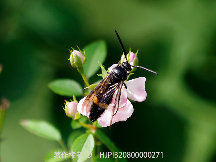 キオビツチバチ