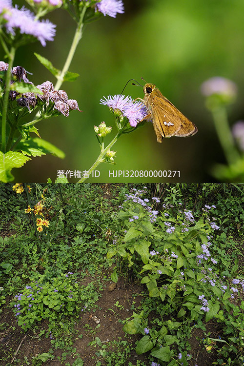 青色フジバカマにイチモンジセセリ
