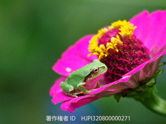 ヒャクニチソウの上のアマガエル