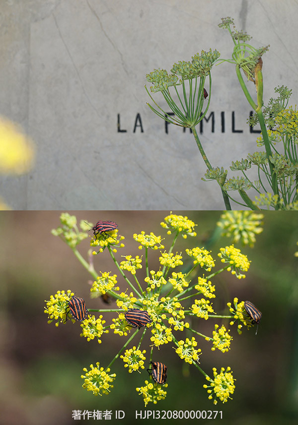 デイルの花にアカスジカメムシがたくさん