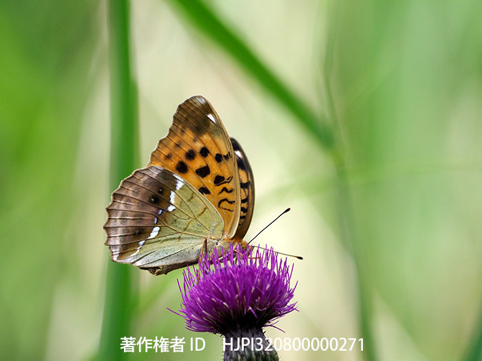 オオウラギンスジヒョウモン