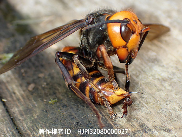 オオスズメバチとの闘い