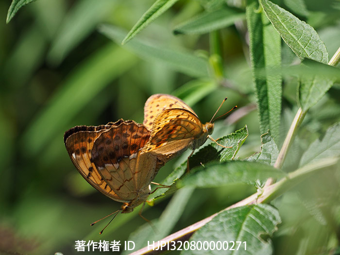 ウラギンスジヒョウモンは2度交尾する