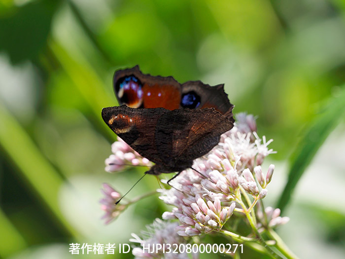 庭のクジャクチョウ