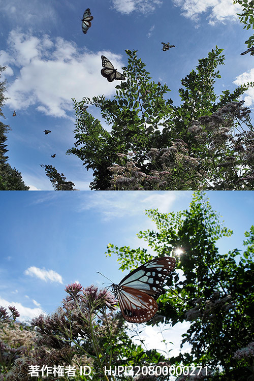 糠地水石「蝶の里」