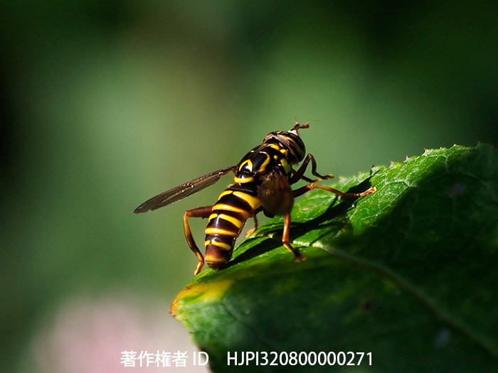 スズキナガハナアブ