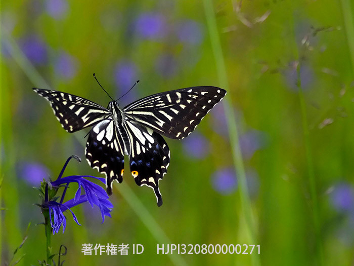 せら夢公園の撮影会で少年写真家の卵に出会った