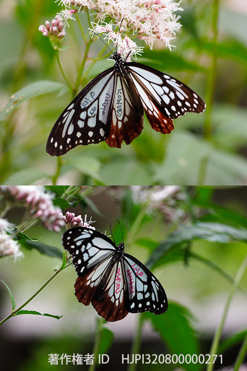 アサギマダラのマーキング