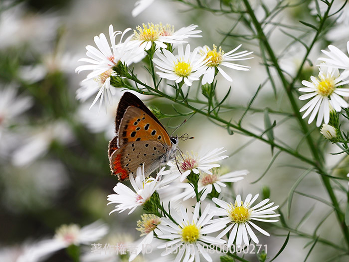クジャクアスターにベニシジミ
