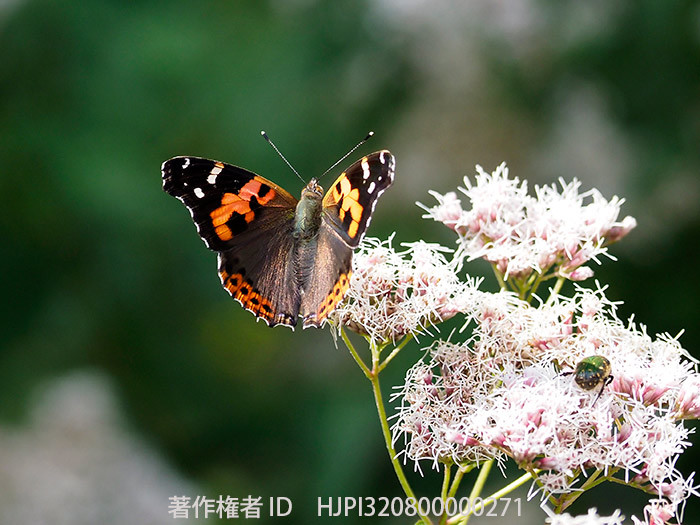 フジバカマにアカタテハ