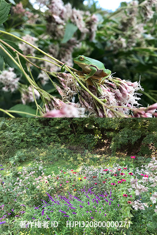 倒れてしまったフジバカマ