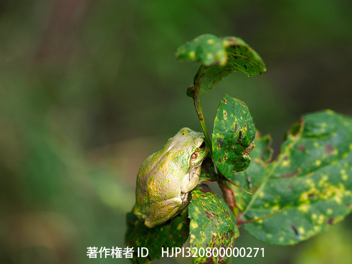 金色のアマガエル
