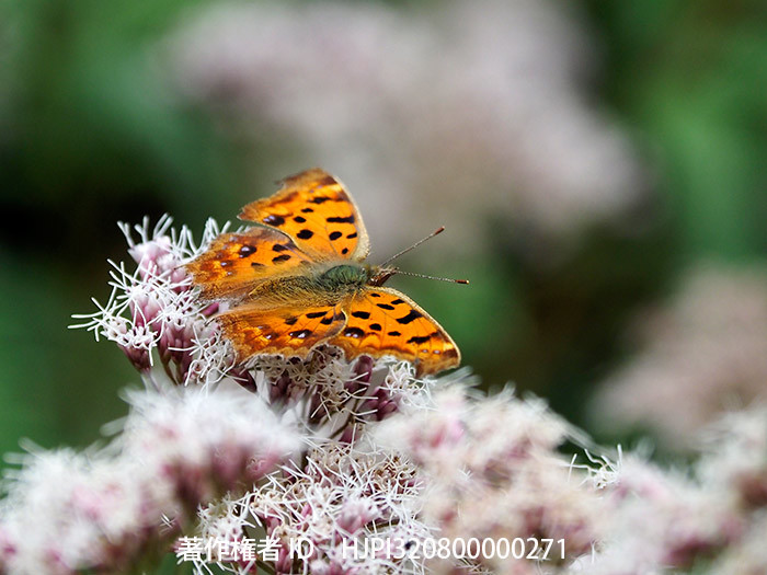 キタテハの秋型