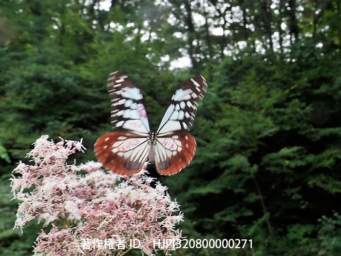 庭に8日間滞在したアサギマダラ