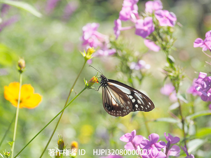 旅立っていったアサギマダラ