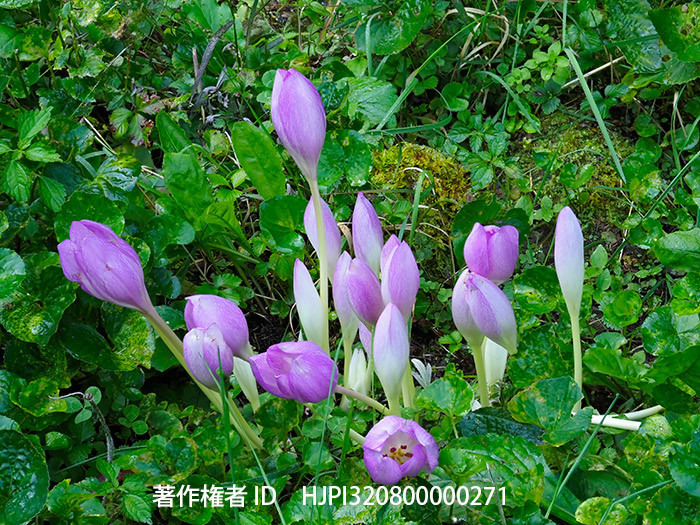 コルチカムの花