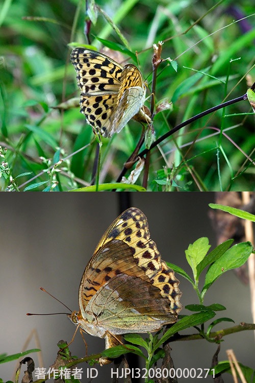 オオウラギンスジヒョウモンの産卵