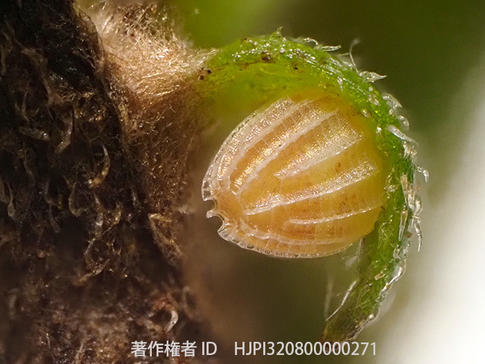 オオウラギンスジヒョウモンの卵