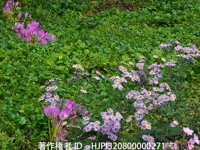 庭のノコンギク