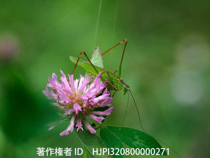 アシグロツユムシ