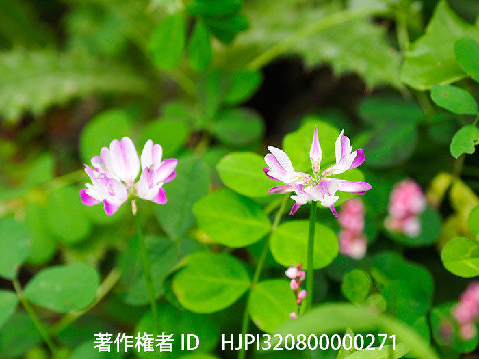 季節外れのレンゲの花