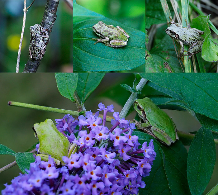 庭のアマガエル様々