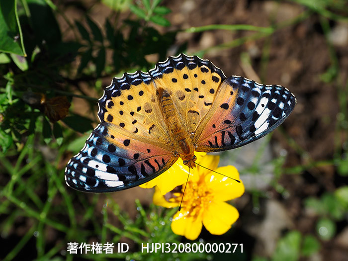 とても綺麗なツマグロヒョウモンのメス