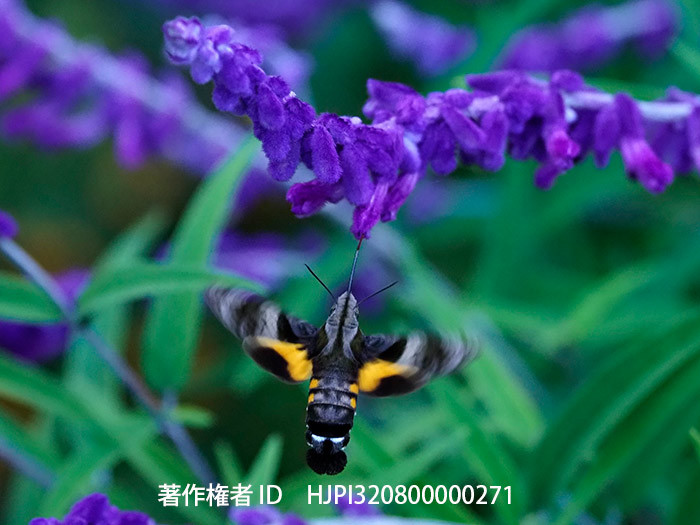 アメジストセージにホシホウジャク