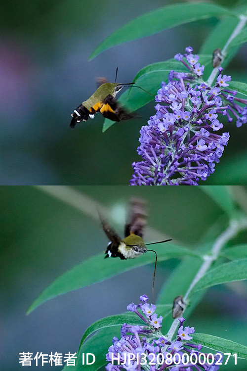 ブッドレアの花にヒメクロホウジャク