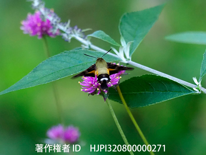 ファイアーワークスの花にヒメクロホウジャク