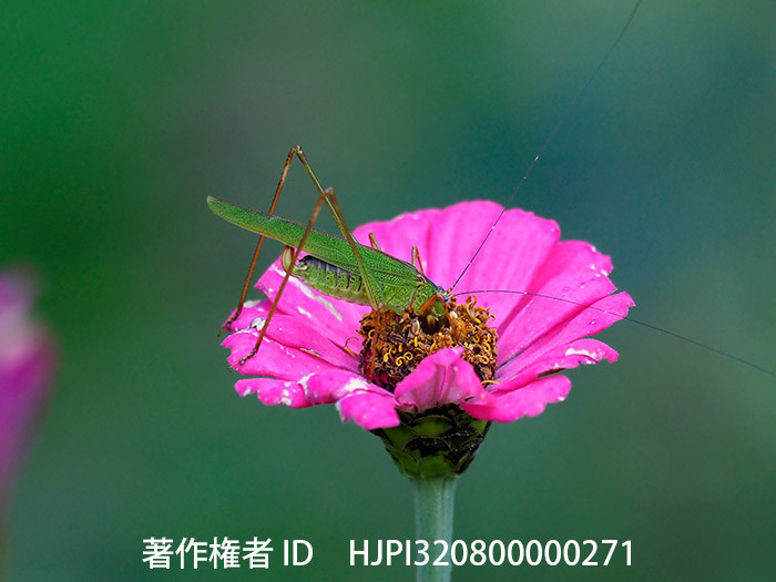 ヒャクニチソウの花粉を食べるアシグロツユムシ