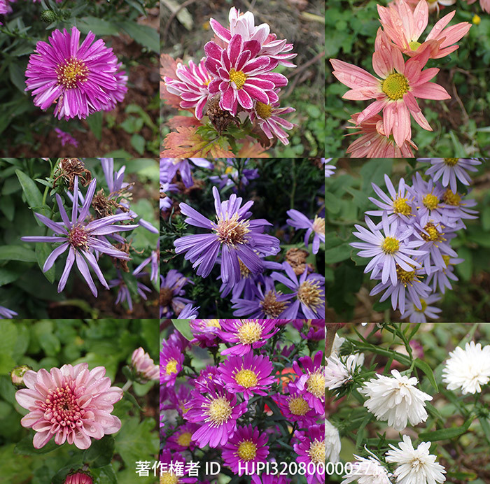 花壇のキクの花