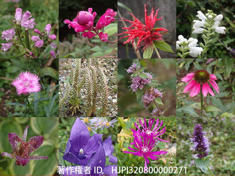 10月末の庭の宿根草