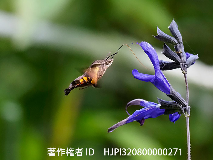 メドーセージの花にホシホウジャク