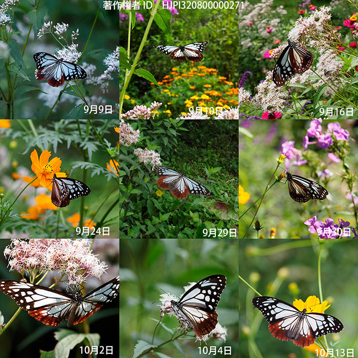 今年の庭のアサギマダラのまとめ