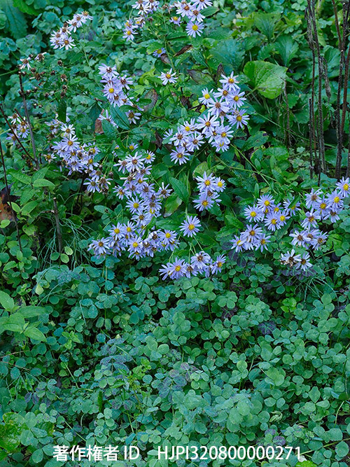 レンゲのグランドカバー