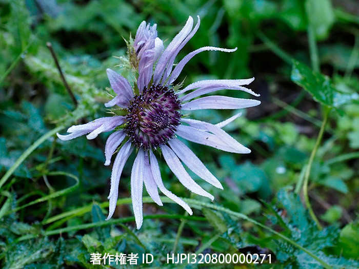 今頃咲いたアザミに似た葉のベルケア