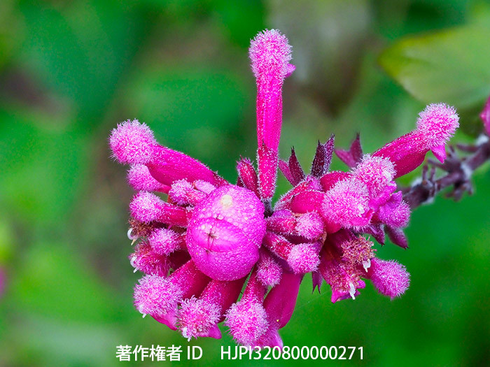 ローズリーフセージ