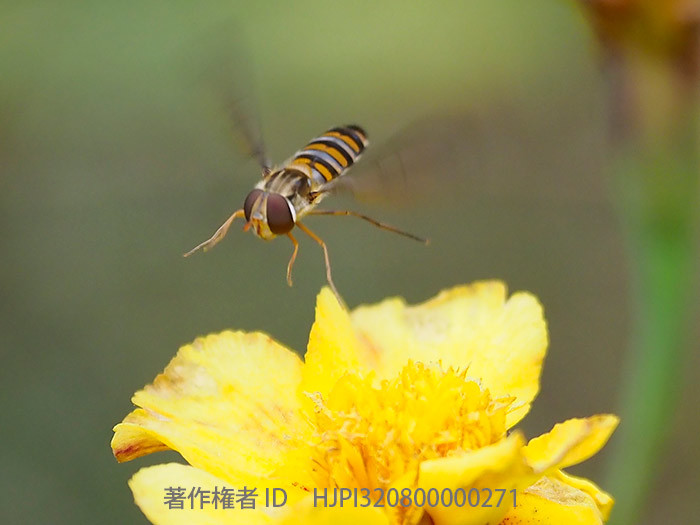 ホソヒラタアブ